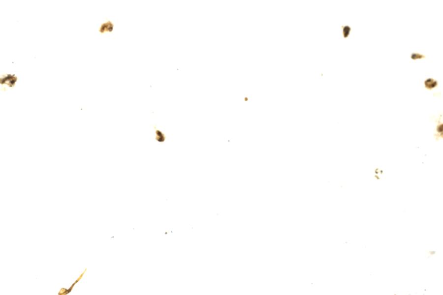 Image 16